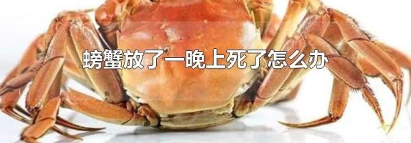 螃蟹放了一晚上死了怎么办