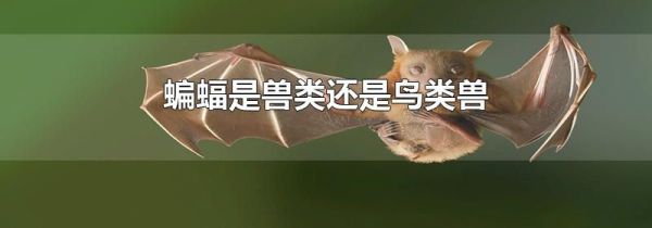 蝙蝠是兽类还是鸟类兽