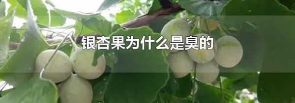 银杏果为什么是臭的