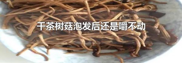 干茶树菇泡发后还是嚼不动