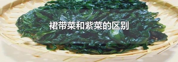 裙带菜和紫菜的区别
