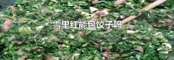 雪里红能包饺子吗