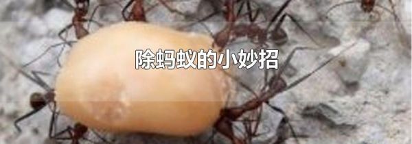 除蚂蚁的小妙招