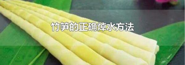 竹笋的正确焯水方法