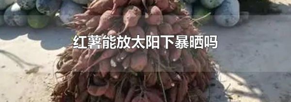 红薯能放太阳下暴晒吗