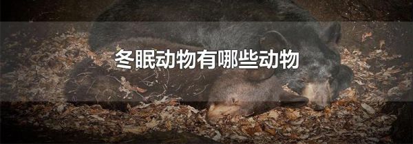 冬眠动物有哪些动物