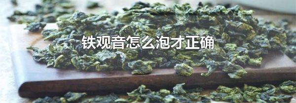 铁观音怎么泡才正确