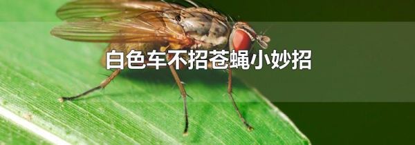白色车不招苍蝇小妙招
