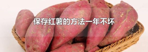 保存红薯的方法一年不坏