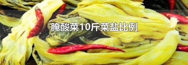 腌酸菜10斤菜盐比例