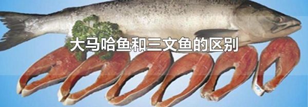 大马哈鱼和三文鱼的区别