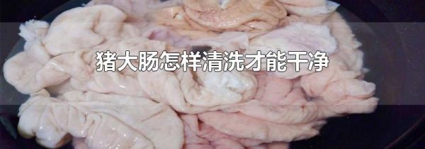 猪大肠怎样清洗才能干净