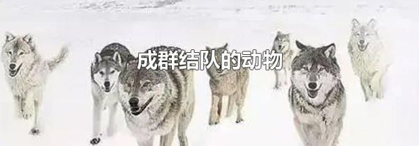 成群结队的动物