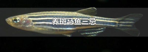 养斑马鱼三忌