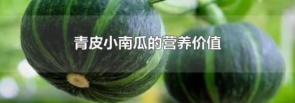 青皮小南瓜的营养价值
