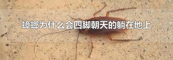 蟑螂为什么会四脚朝天的躺在地上