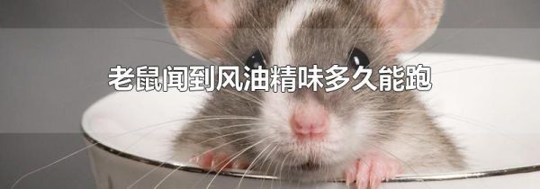 老鼠闻到风油精味多久能跑
