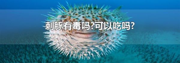 刺豚有毒吗?可以吃吗?