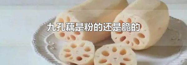 九孔藕是粉的还是脆的