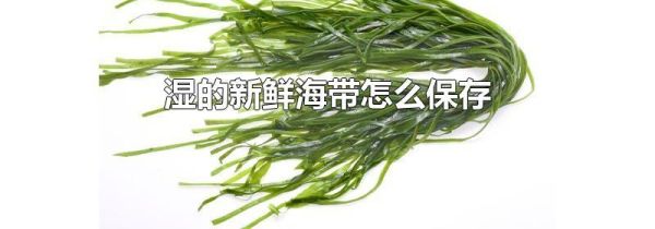 湿的新鲜海带怎么保存