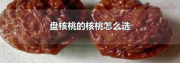 盘核桃的核桃怎么选