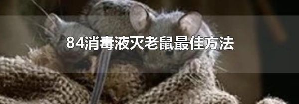 84消毒液灭老鼠最佳方法