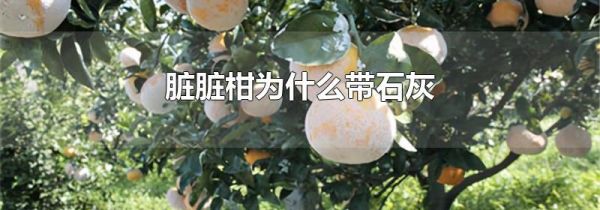 脏脏柑为什么带石灰
