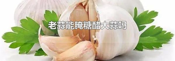 老蒜能腌糖醋大蒜吗