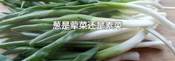 葱是荤菜还是素菜