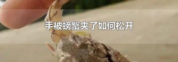 手被螃蟹夹了如何松开