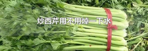 炒西芹用不用焯一下水