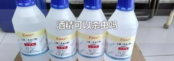 酒精可以杀虫吗