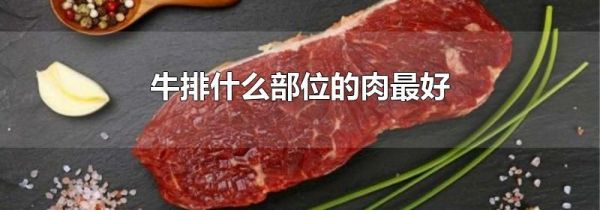 牛排什么部位的肉最好
