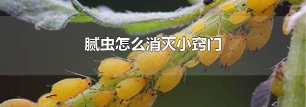 腻虫怎么消灭小窍门