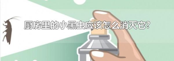 厨房里的小黑虫应该怎么消灭它?