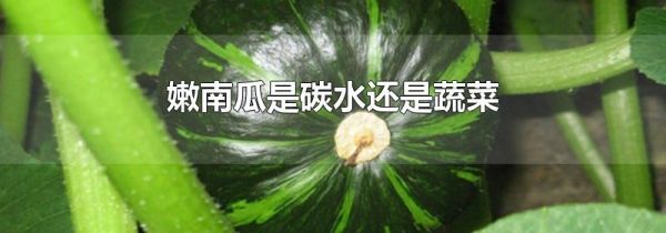 嫩南瓜是碳水还是蔬菜