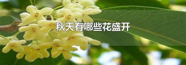 秋天有哪些花盛开