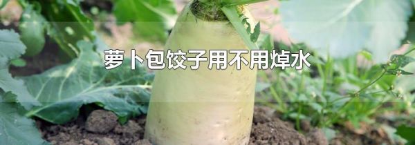 萝卜包饺子用不用焯水