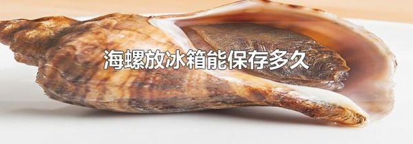 海螺放冰箱能保存多久
