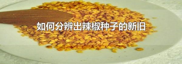 如何分辨出辣椒种子的新旧