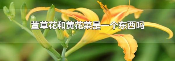 萱草花和黄花菜是一个东西吗