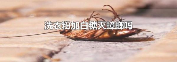 洗衣粉加白糖灭蟑螂吗