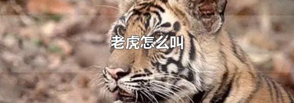 老虎怎么叫