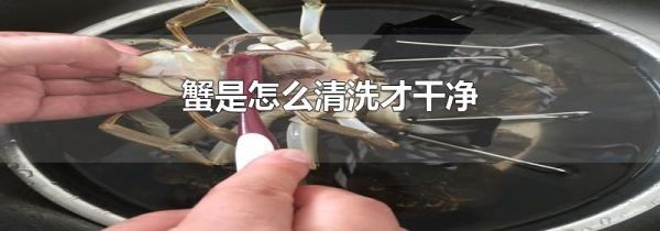 蟹是怎么清洗才干净