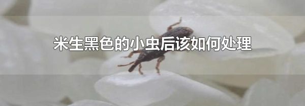 米生黑色的小虫后该如何处理