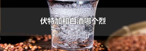 伏特加和白酒哪个烈