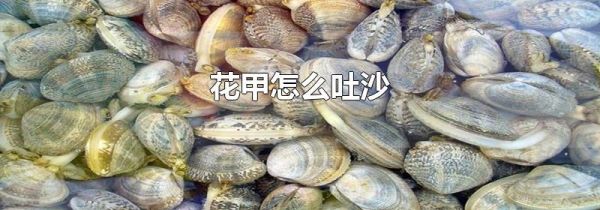 花甲怎么吐沙