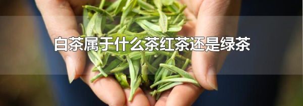 白茶属于什么茶红茶还是绿茶