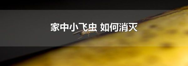 家中小飞虫 如何消灭
