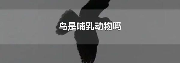 鸟是哺乳动物吗